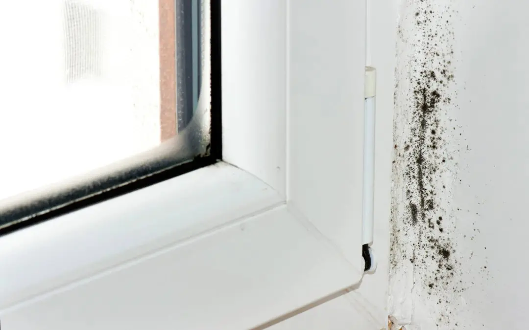 Prevent Mold Growth in the Home