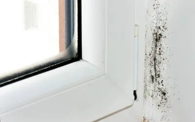 Prevent Mold Growth Before It Starts: A Homeowner’s Guide to a Healthier Home